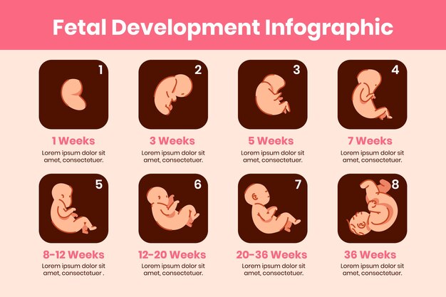 Colección creativa de desarrollo fetal.