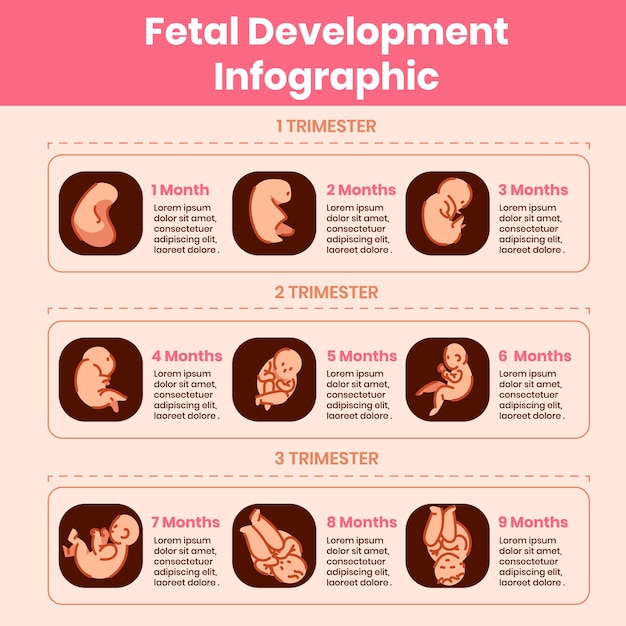 Colección creativa de desarrollo fetal.