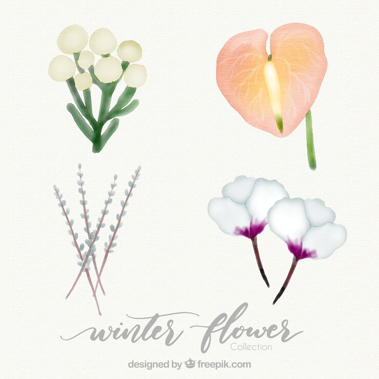 Vector gratuito colección de cuatro flores invernales de acuarela