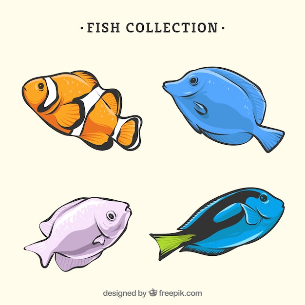 Colección de cuatro peces