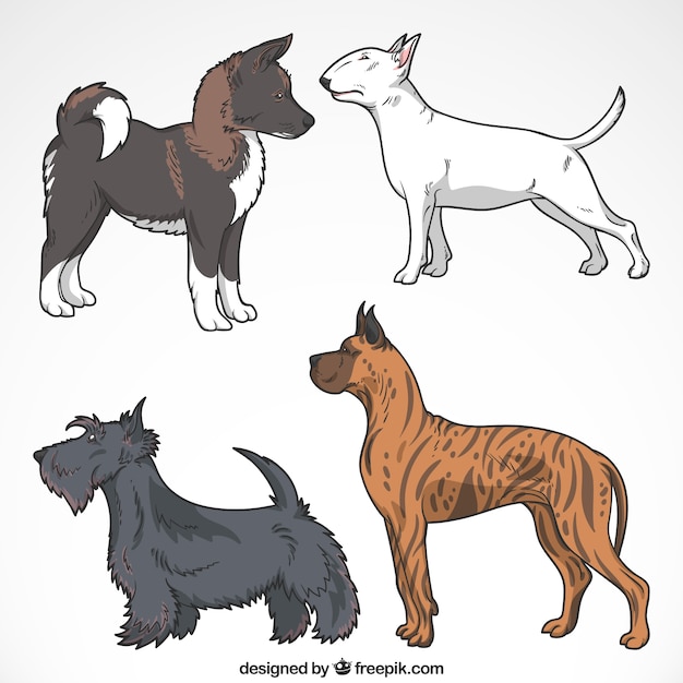 Vector gratuito colección de cuatro perros elegantes