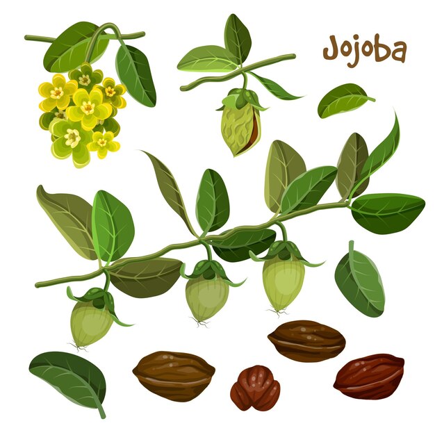 Colección detallada de elementos de jojoba