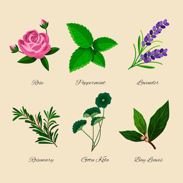Colección detallada de hierbas de aceite esencial