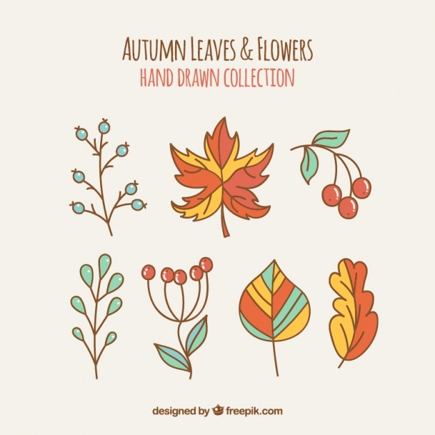 Colección dibujada a mano de elementos florales