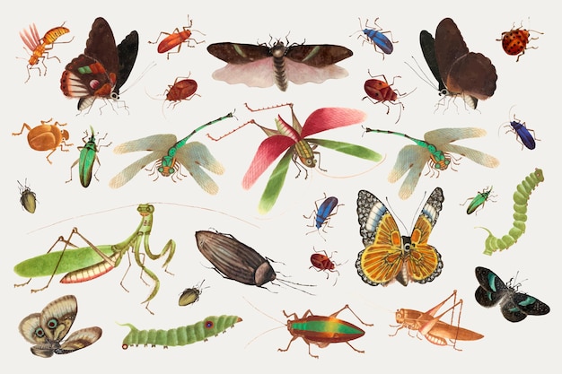 Colección de dibujo vintage de vector de mariposas, saltamontes e insectos