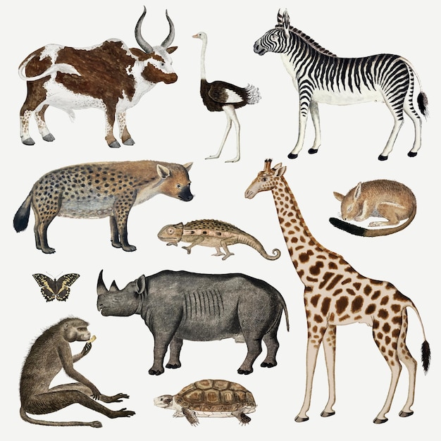 Colección de dibujos de acuarela antigua de vector animal, remezclada de las obras de arte de Robert Jacob Gordon