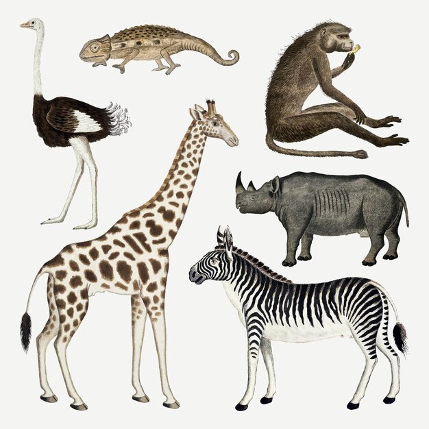 Colección de dibujos de acuarela antigua de vector animal, remezclada de las obras de arte de Robert Jacob Gordon