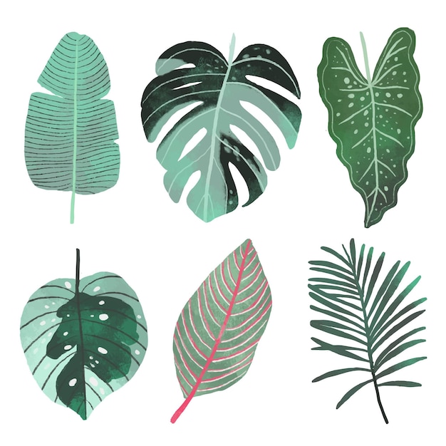 Colección de diferentes hojas tropicales.