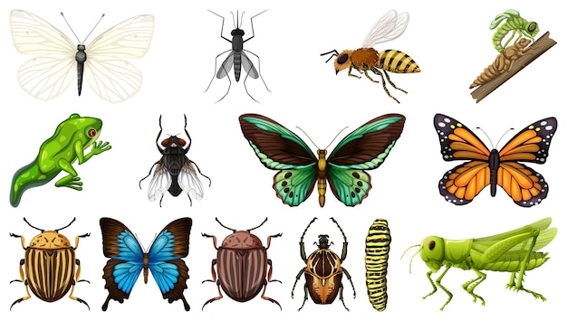 Colección de diferentes insectos aislado sobre fondo blanco.