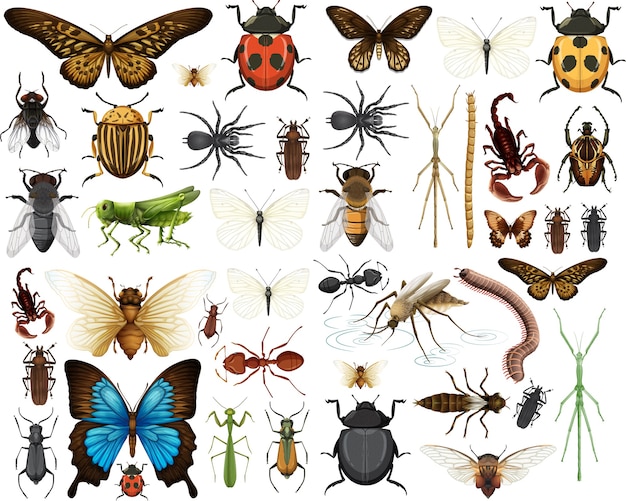 Colección de diferentes insectos aislado sobre fondo blanco.