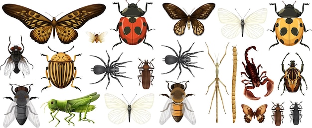 Vector gratuito colección de diferentes insectos aislado sobre fondo blanco.