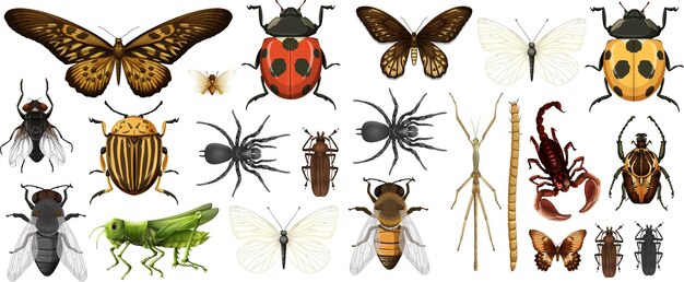 Colección de diferentes insectos aislado sobre fondo blanco.