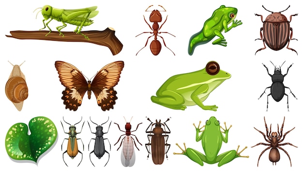 Vector gratuito colección de diferentes insectos aislado sobre fondo blanco.