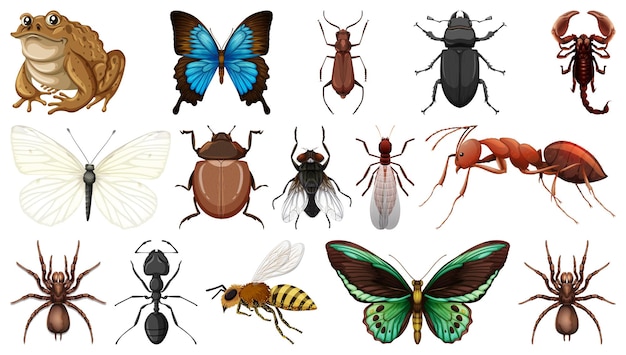 Colección de diferentes insectos aislado sobre fondo blanco.
