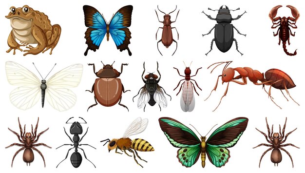 Colección de diferentes insectos aislado sobre fondo blanco.