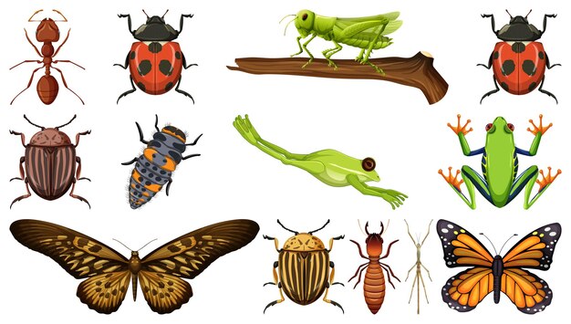 Colección de diferentes insectos aislado sobre fondo blanco.
