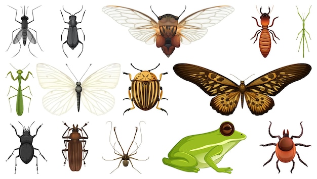 Colección de diferentes insectos aislado sobre fondo blanco.