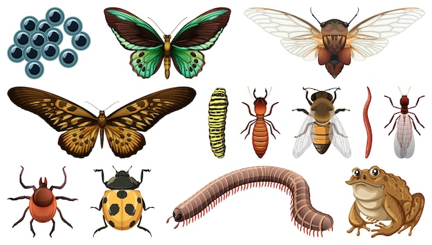 Vector gratuito colección de diferentes insectos aislado sobre fondo blanco.