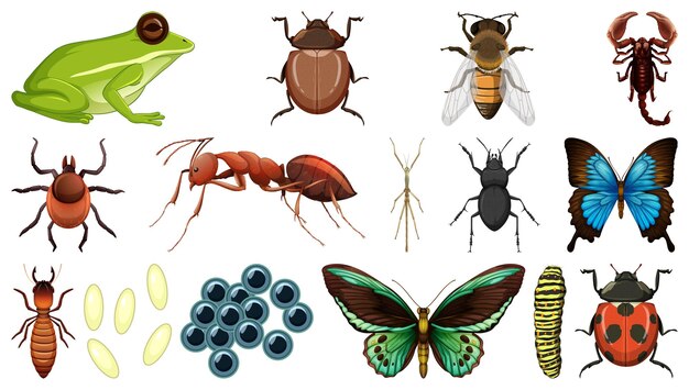 Colección de diferentes insectos aislado sobre fondo blanco.