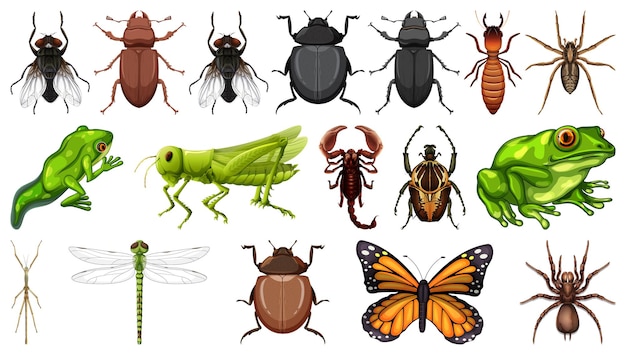 Colección de diferentes insectos aislado sobre fondo blanco.