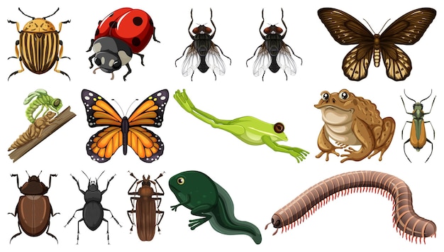 Colección de diferentes insectos aislado sobre fondo blanco.