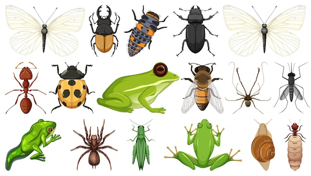 Vector gratuito colección de diferentes insectos aislado sobre fondo blanco.