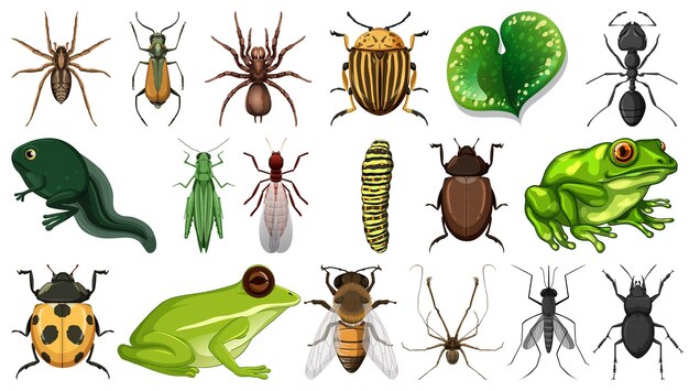 Colección de diferentes insectos aislado sobre fondo blanco.