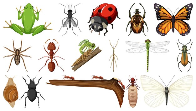 Colección de diferentes insectos aislado sobre fondo blanco.
