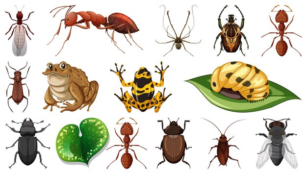 Colección de diferentes insectos aislado sobre fondo blanco.