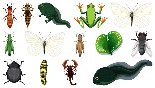 Colección de diferentes insectos aislado sobre fondo blanco.