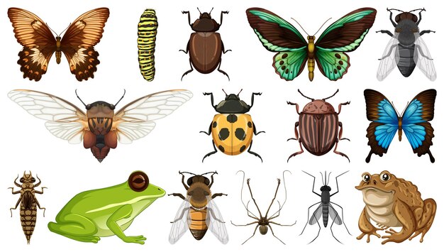 Colección de diferentes insectos aislado sobre fondo blanco.