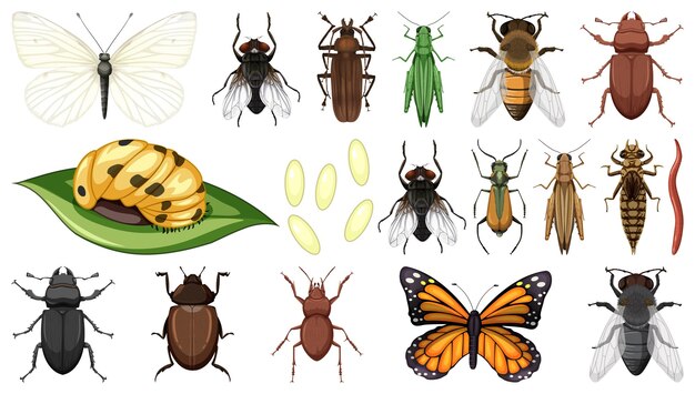 Colección de diferentes insectos aislado sobre fondo blanco.