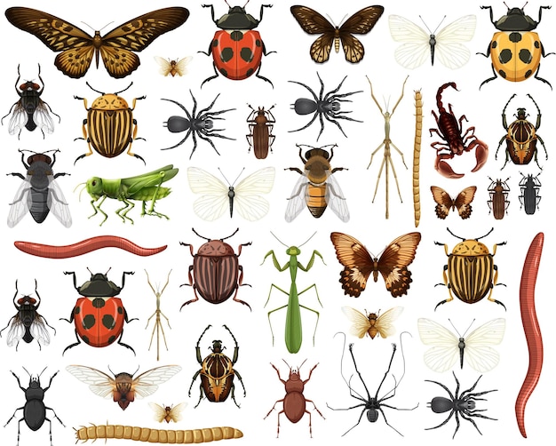 Colección de diferentes insectos aislados en fondo blanco