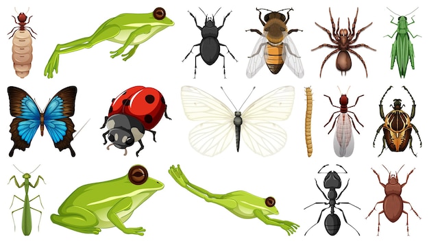 Colección de diferentes insectos aislados en fondo blanco