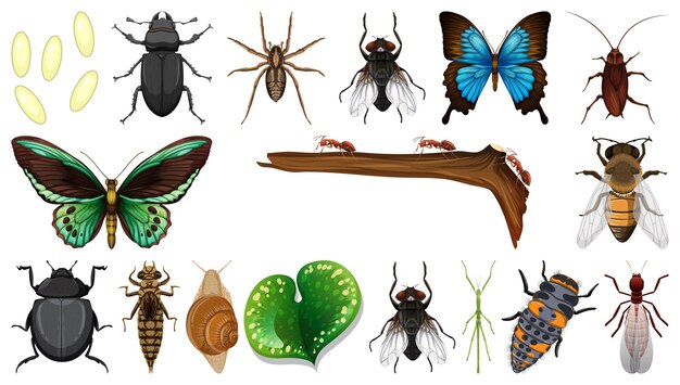 Colección de diferentes insectos aislados en fondo blanco