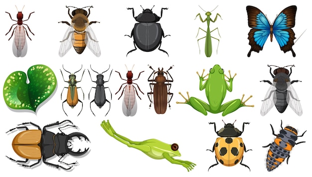 Colección de diferentes insectos aislados en fondo blanco