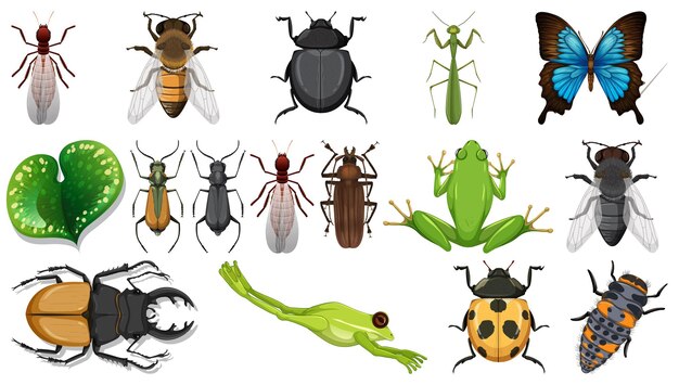 Colección de diferentes insectos aislados en fondo blanco