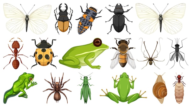 Colección de diferentes insectos aislados en fondo blanco