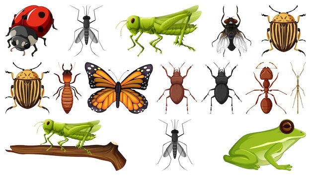Colección de diferentes insectos aislados en fondo blanco