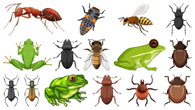 Colección de diferentes insectos aislados en fondo blanco