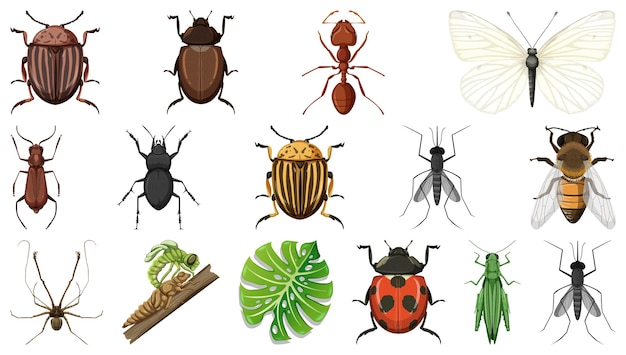 Colección de diferentes insectos aislados en fondo blanco