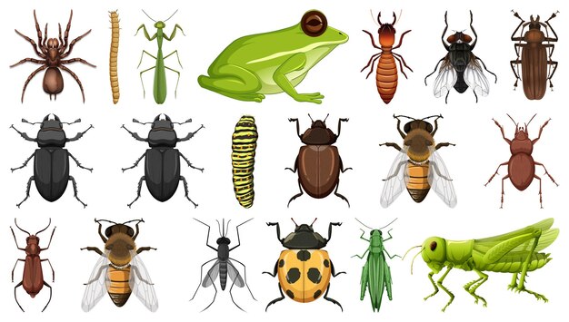 Colección de diferentes insectos aislados en fondo blanco
