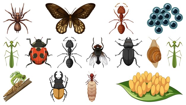 Colección de diferentes insectos aislados en fondo blanco