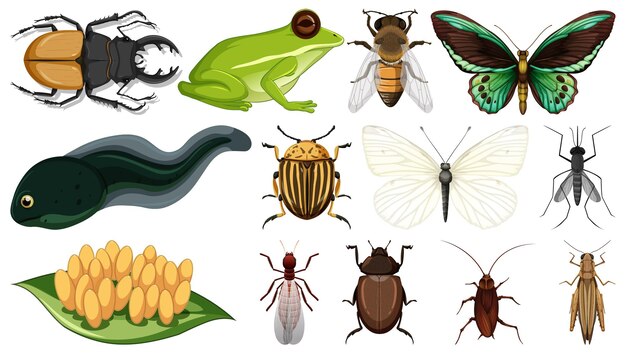 Colección de diferentes insectos aislados en fondo blanco