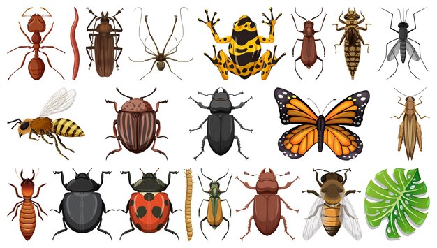 Colección de diferentes insectos aislados en fondo blanco
