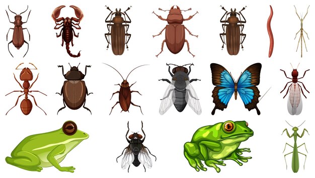 Colección de diferentes insectos aislados en fondo blanco