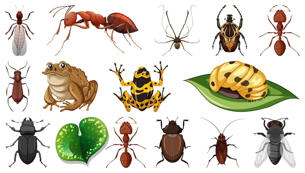 Colección de diferentes insectos aislados en fondo blanco