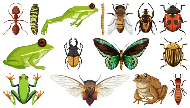 Colección de diferentes insectos aislados en fondo blanco