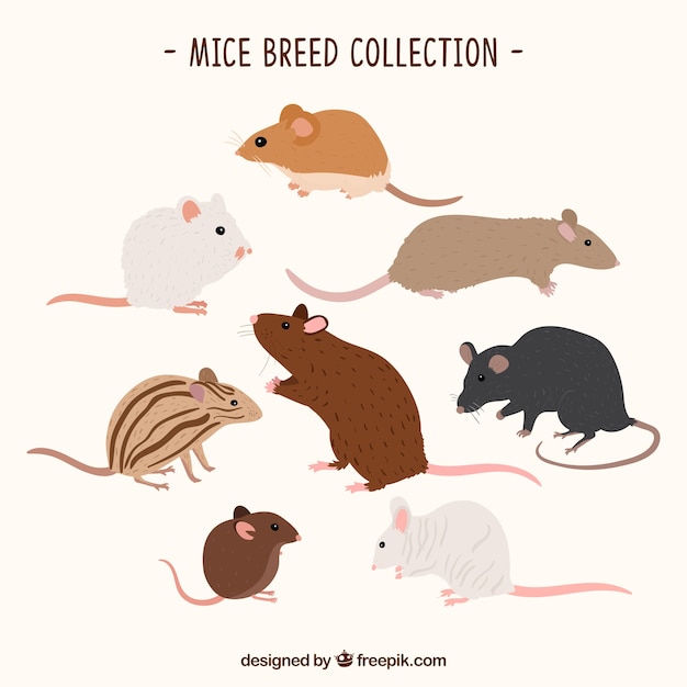 Vector gratuito colección de diferentes ratones domésticos