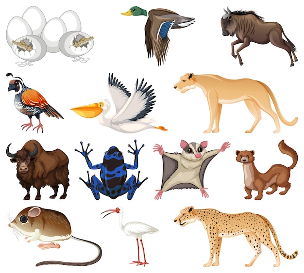 Colección de diferentes tipos de animales.